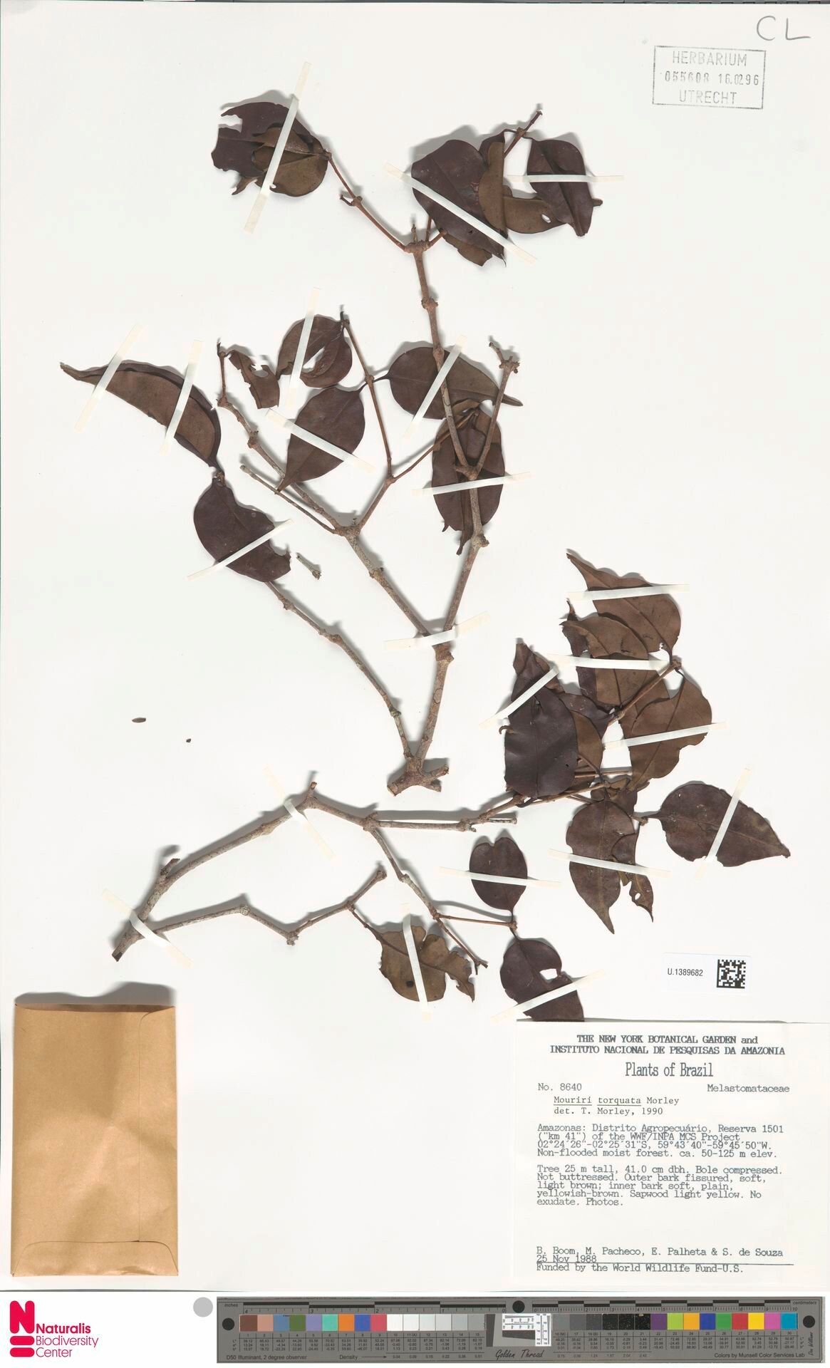 Mouriri torquata — search result for 'Mouriri'