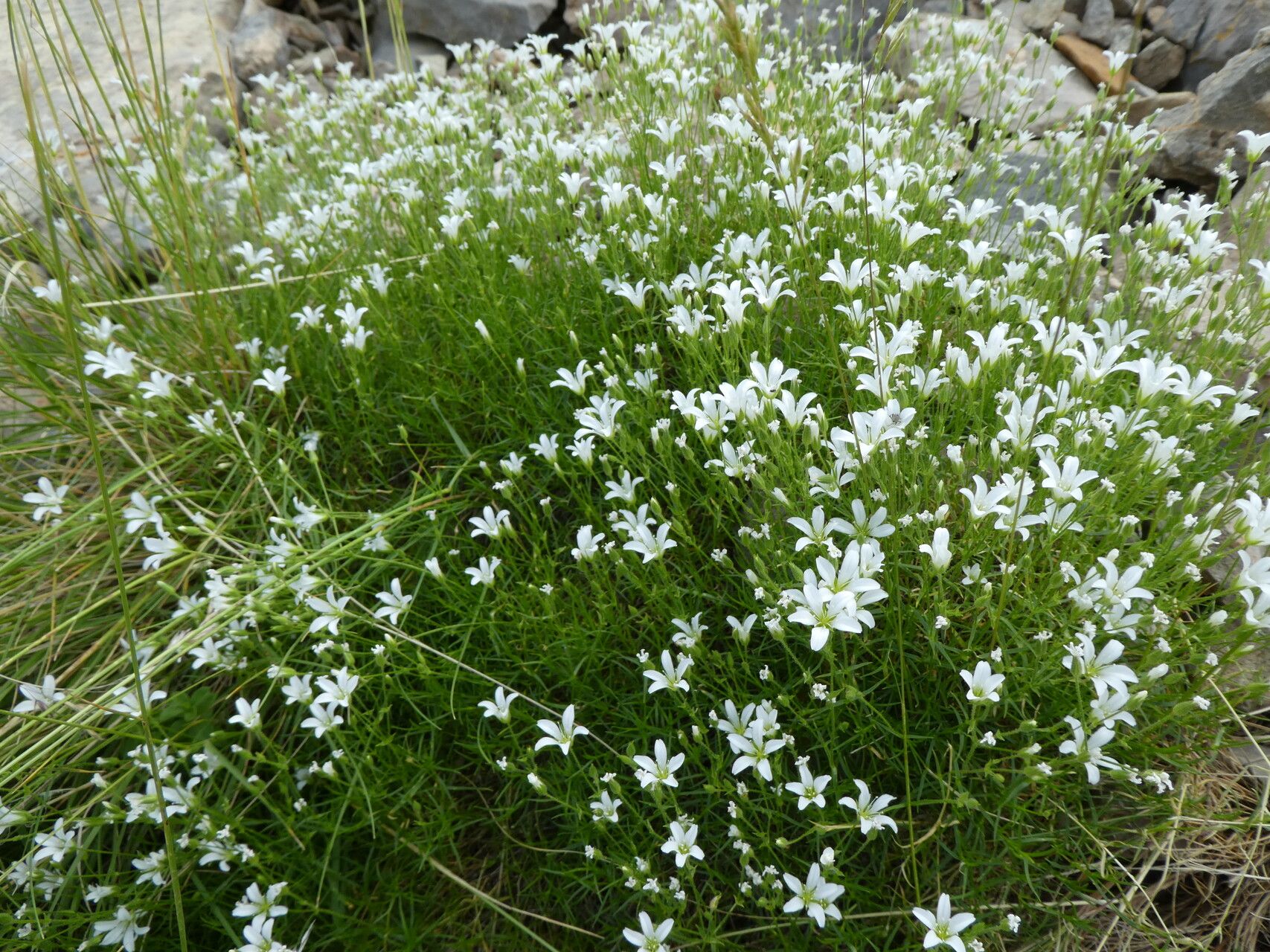 Sabulina villarii bark