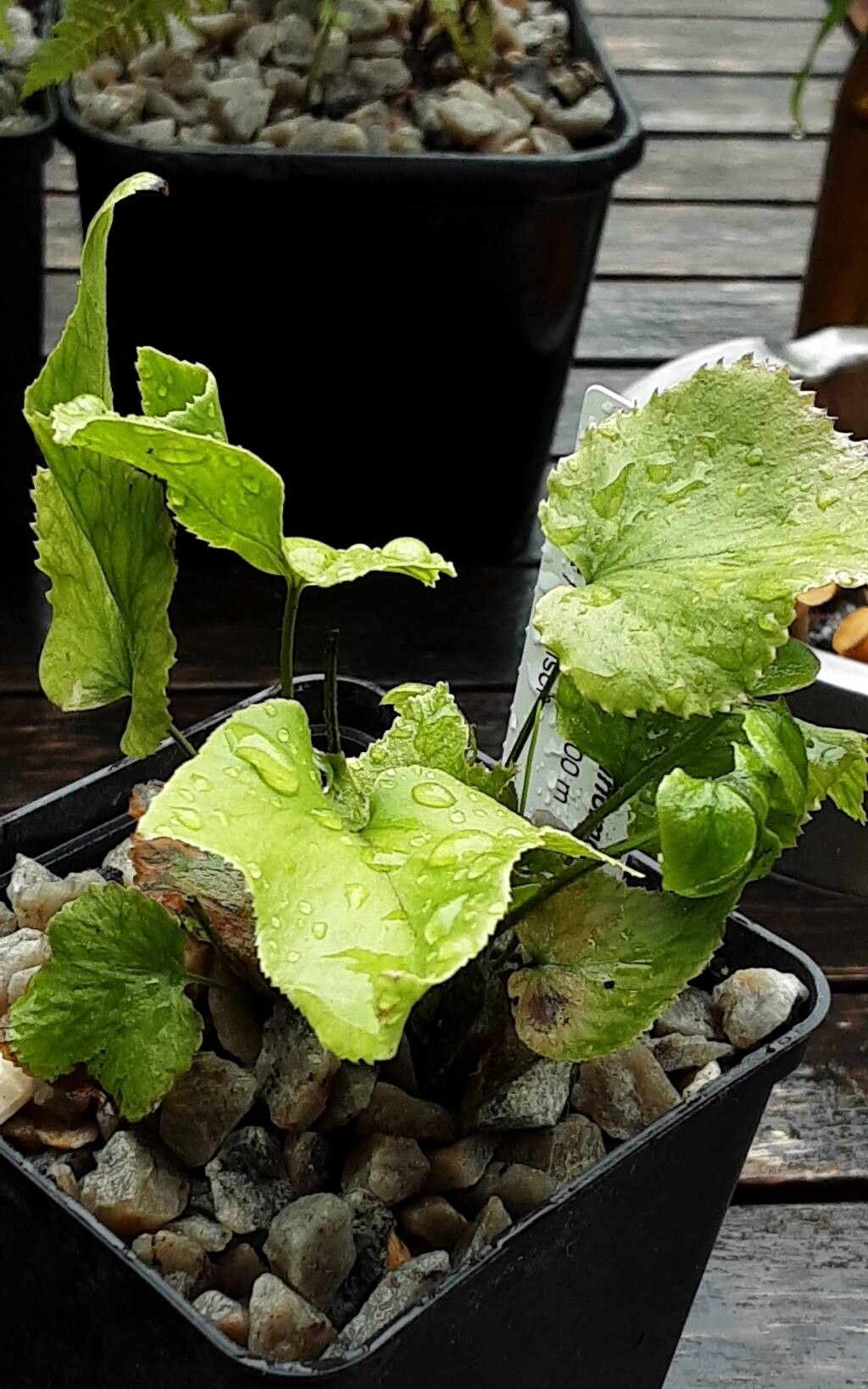 Cyrtomium anomophyllum habit