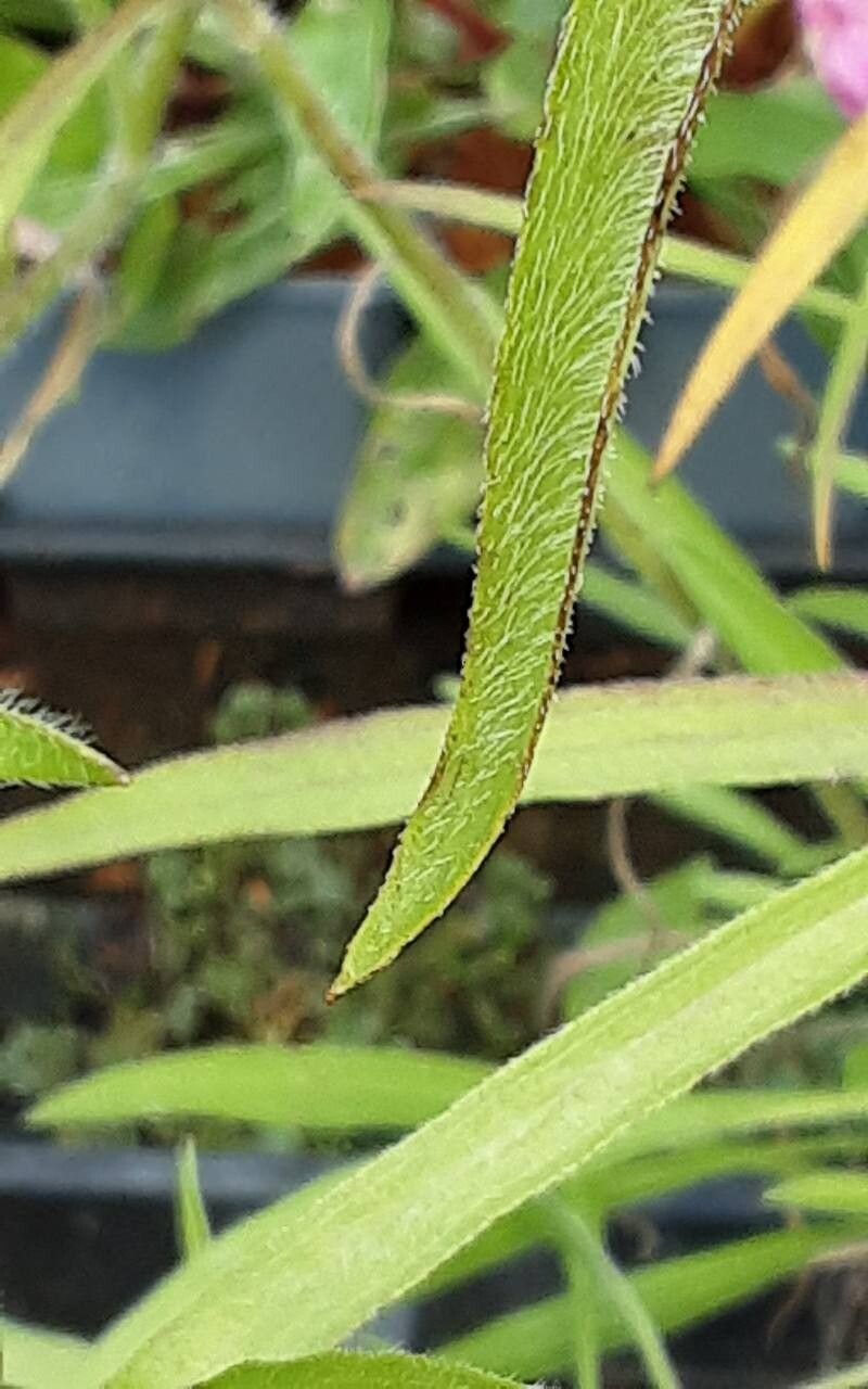 Rudbeckia missouriensis — houseplant care guide