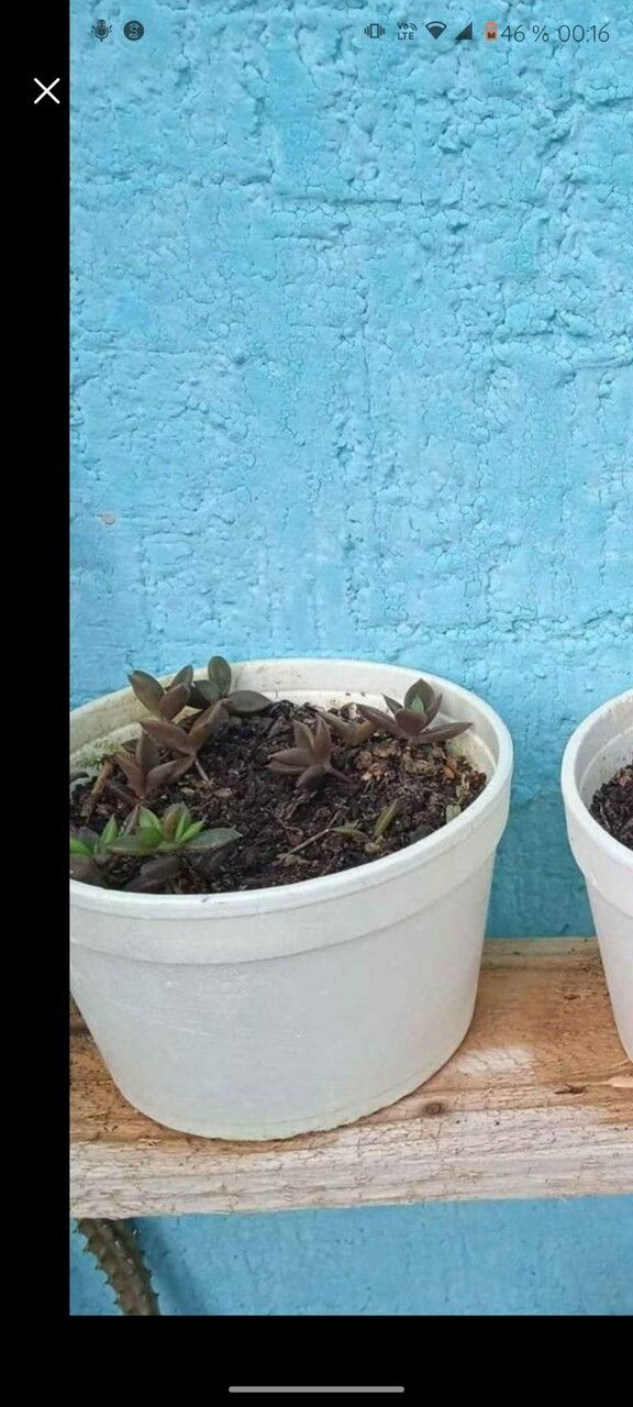 Lenophyllum acutifolium leaf