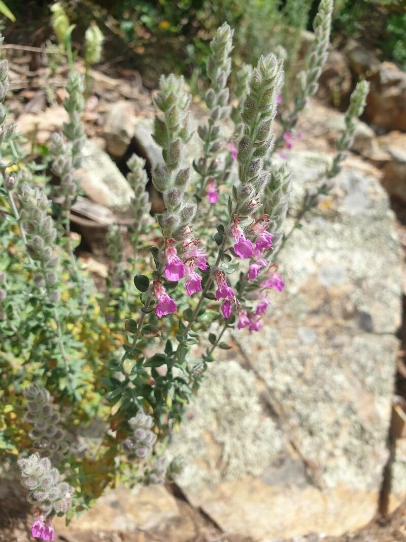 Teucrium marum flower