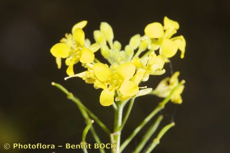 Descurainia artemisioides flower