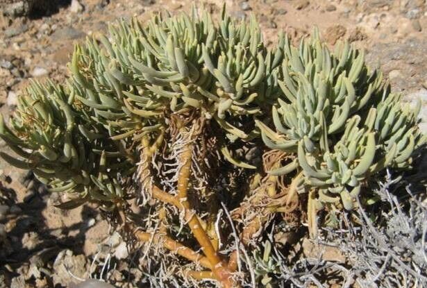 Tylecodon reticulatus habit