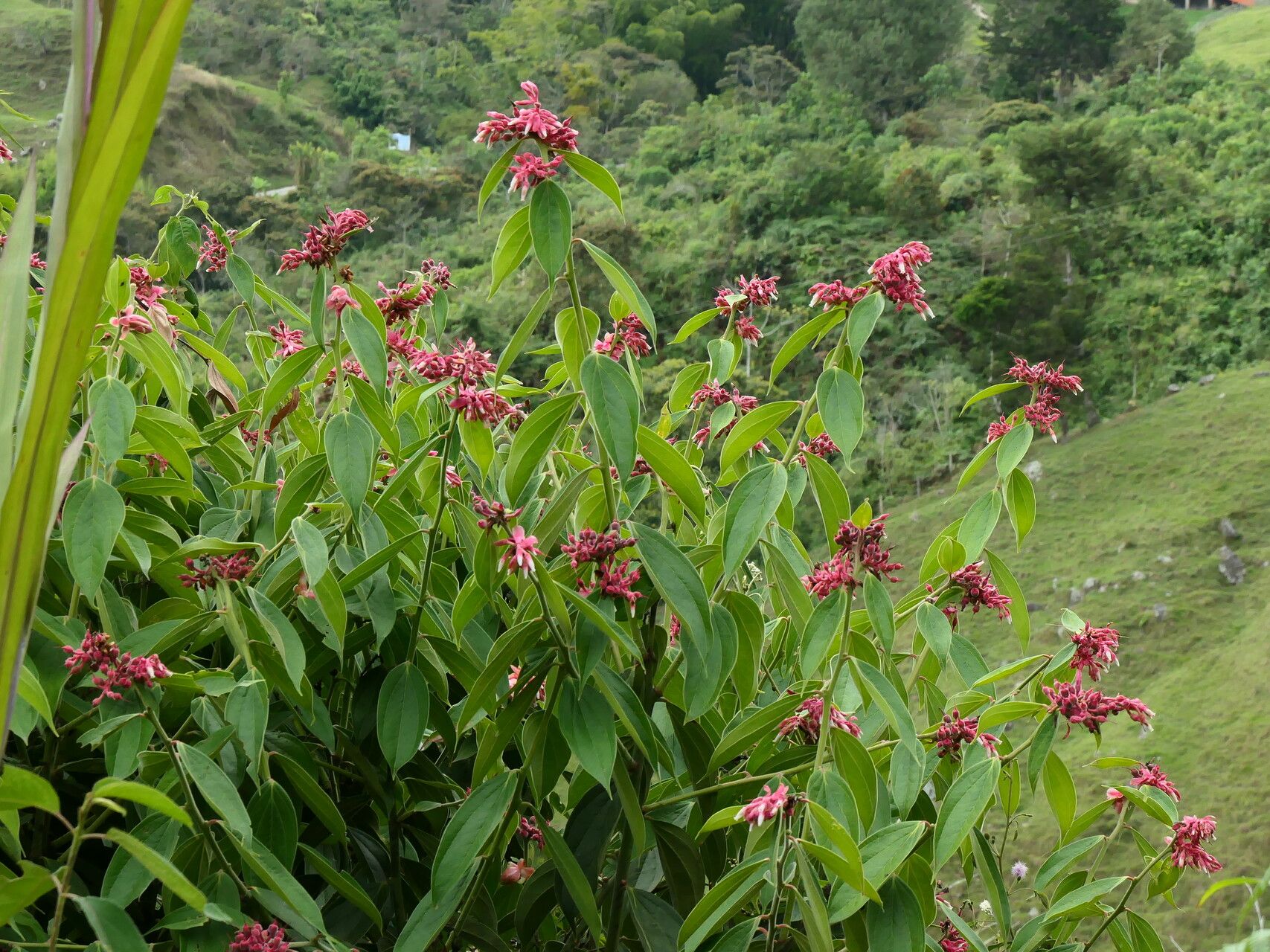 Cavendishia pubescens habit