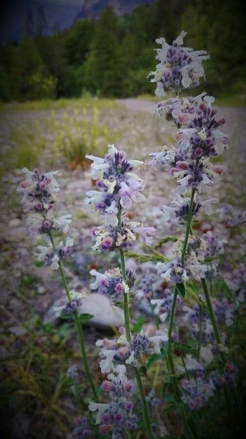 Nepeta nepetella flower
