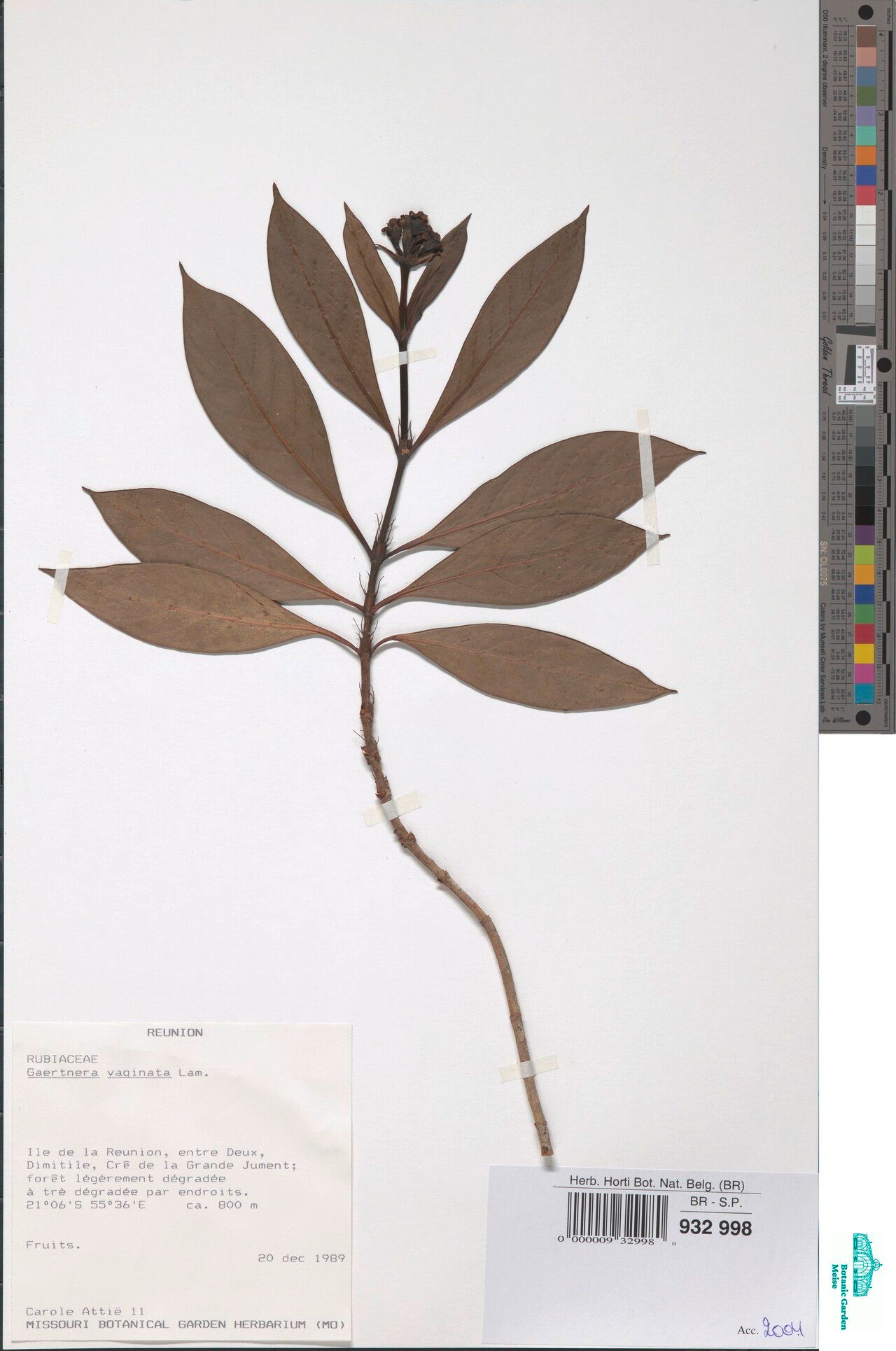 Gaertnera calycina — houseplant care guide