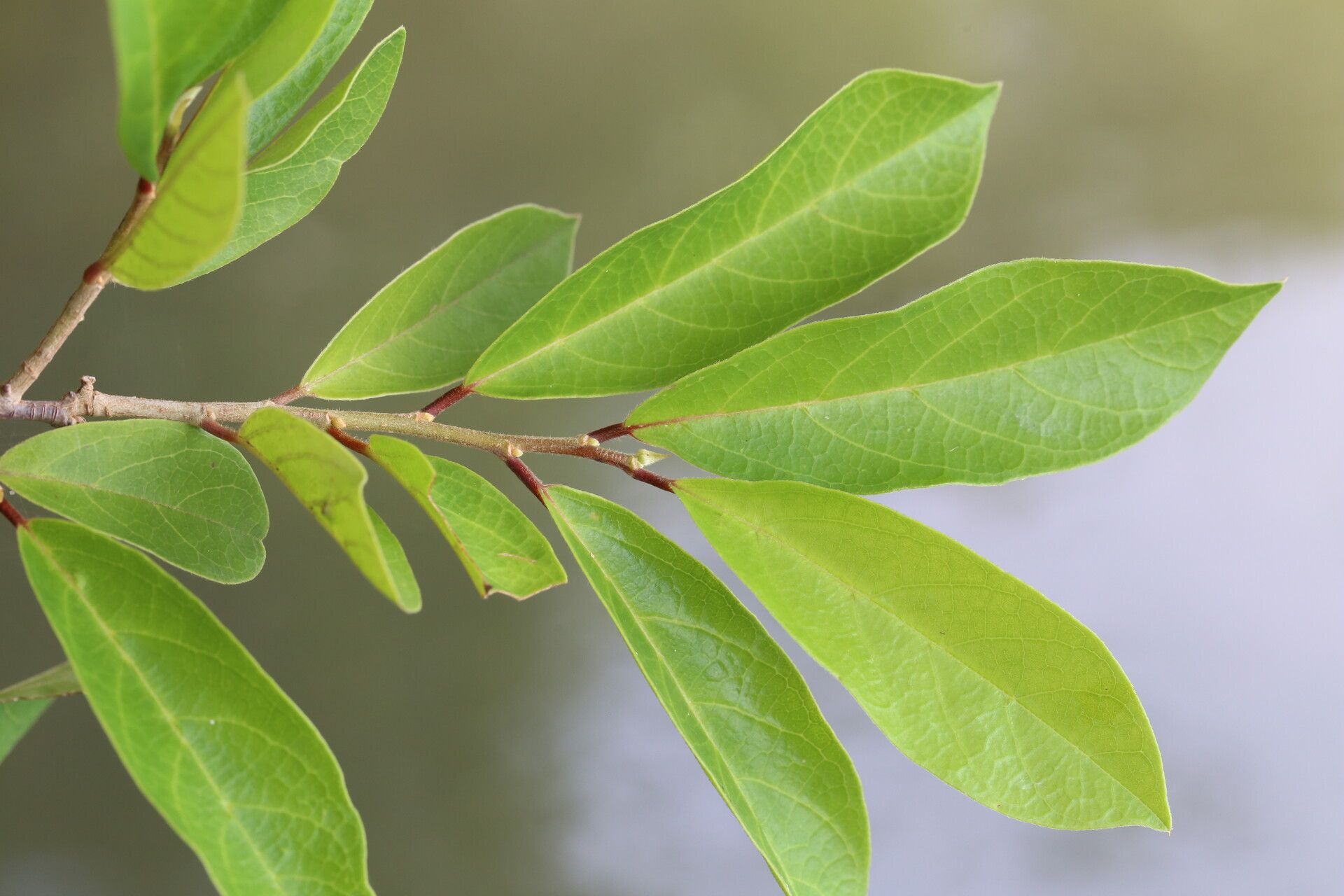 Antidesma rufescens leaf