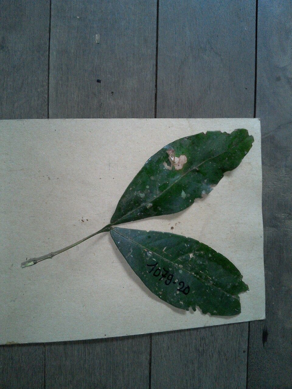 Inga umbellifera leaf