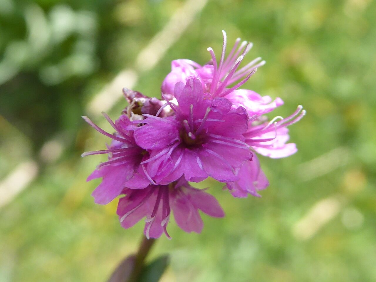 Viscaria alpina flower