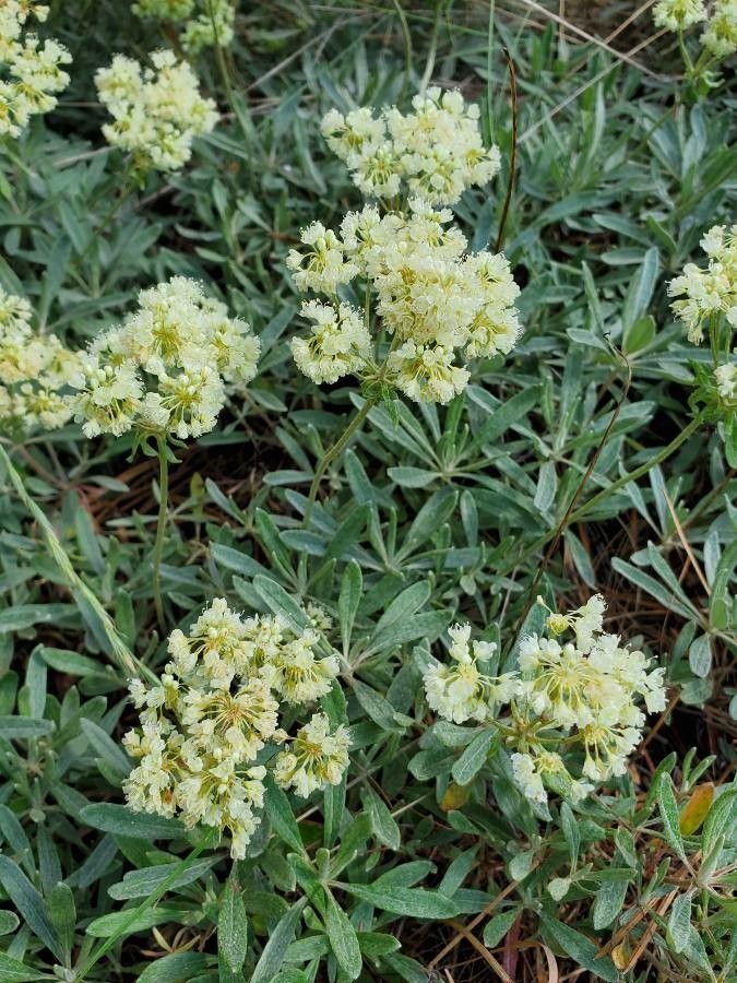 Eriogonum heracleoides leaf