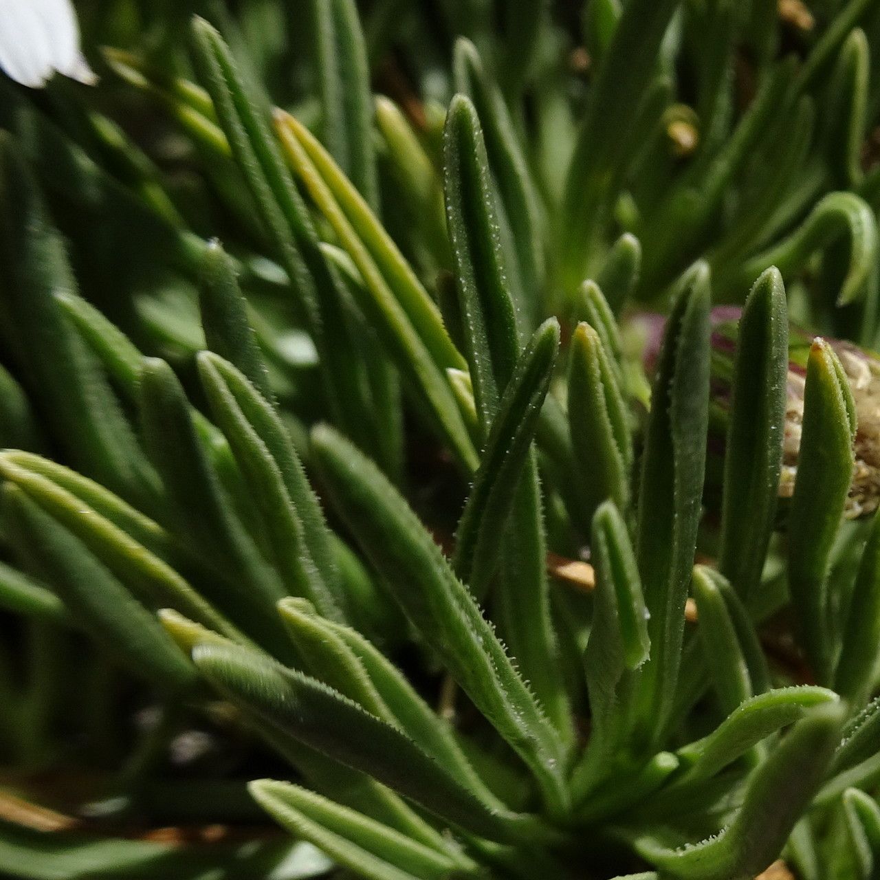 Werneria glaberrima — houseplant care guide