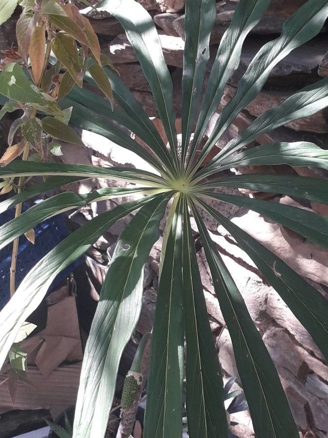 Arisaema erubescens — search result for 'Arisaema'