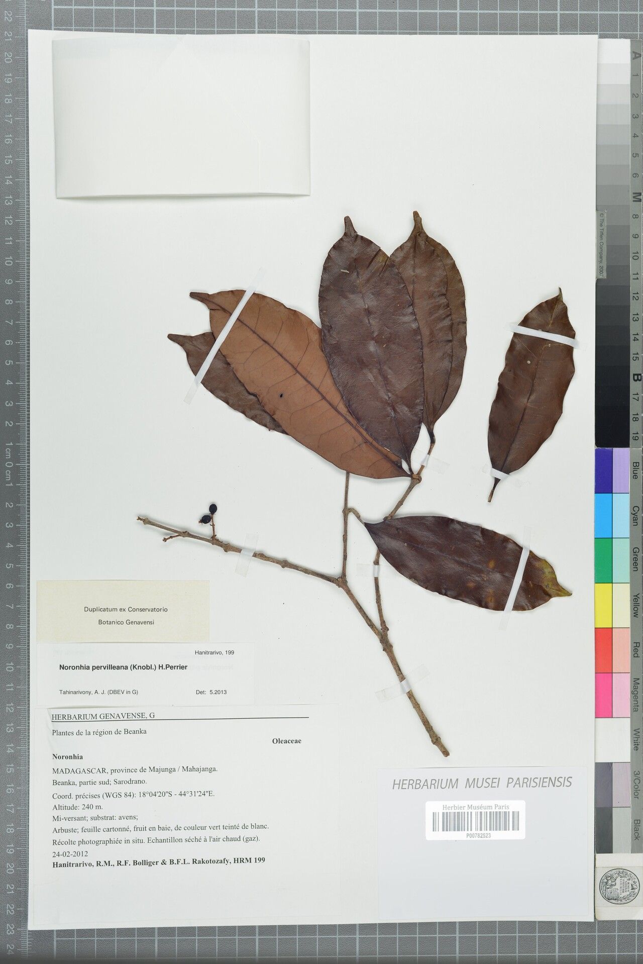 Noronhia pervilleana — houseplant care guide