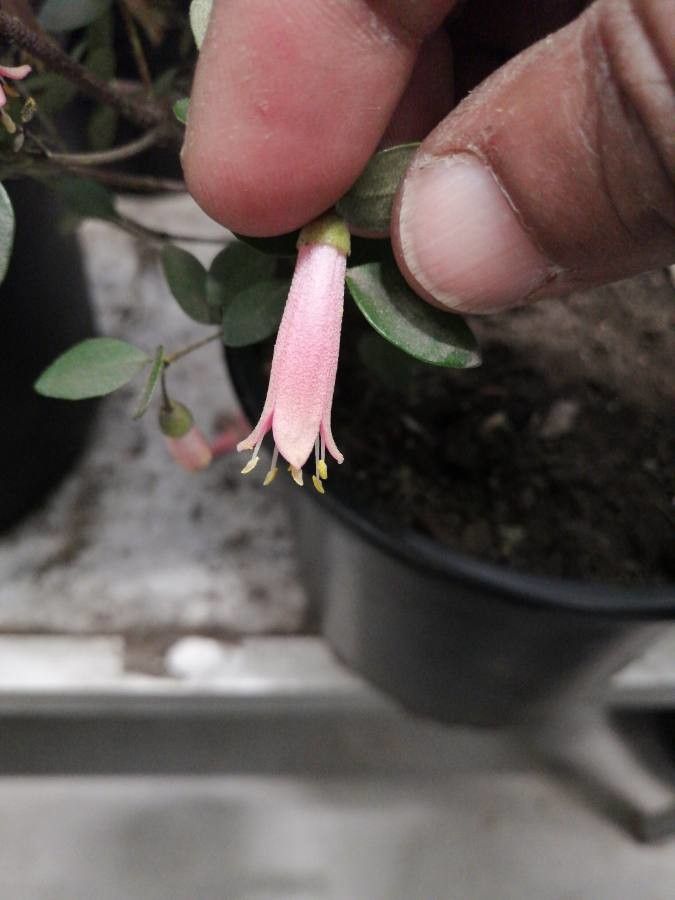 Symphoricarpos longiflorus
