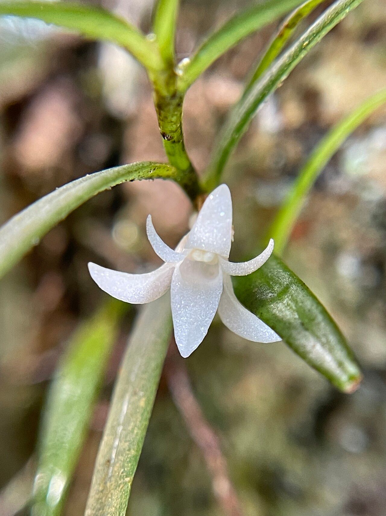Angraecum panicifolium flower
