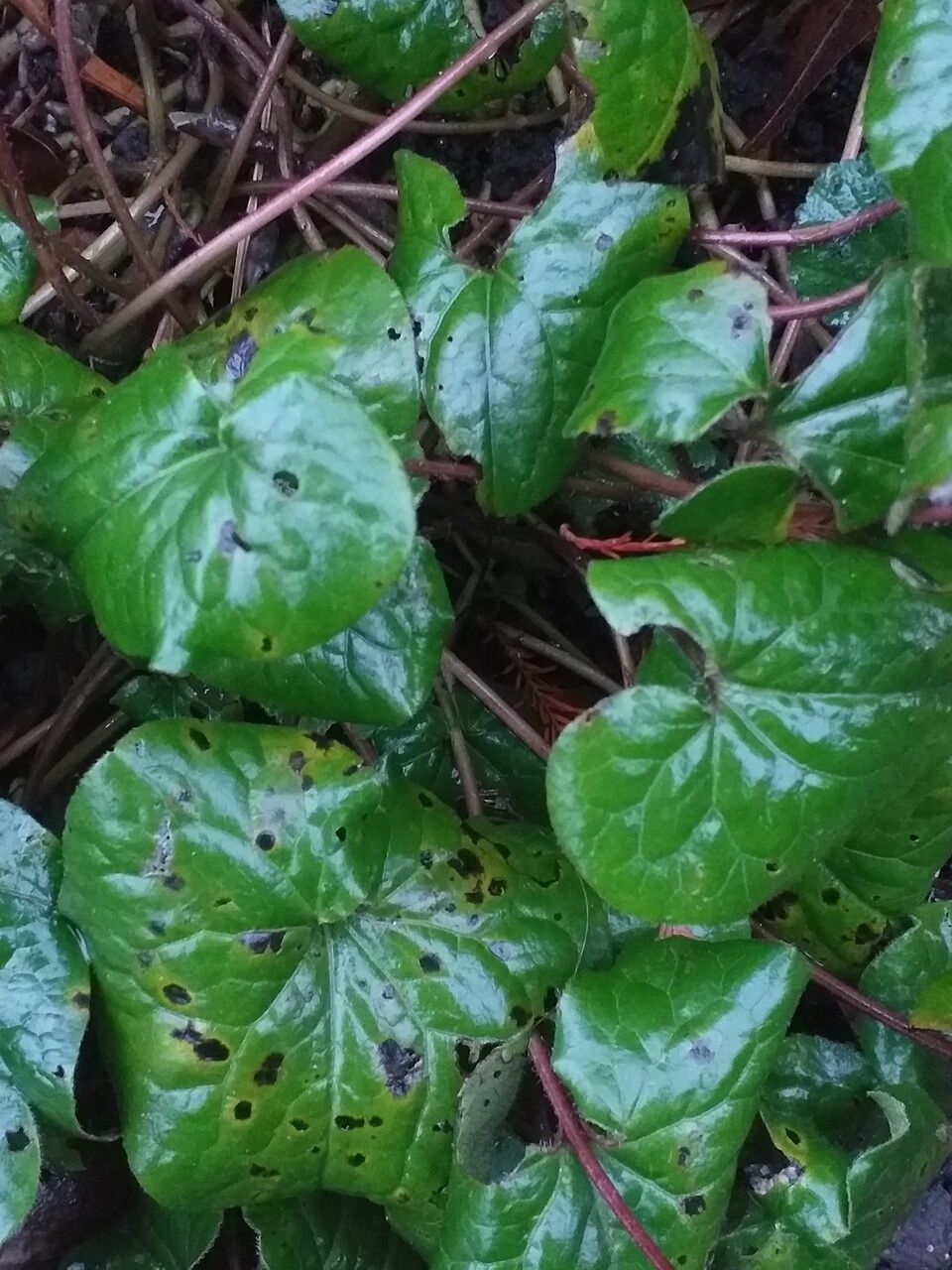 Asarum lemmonii — search result for 'Aristolochiaceae'
