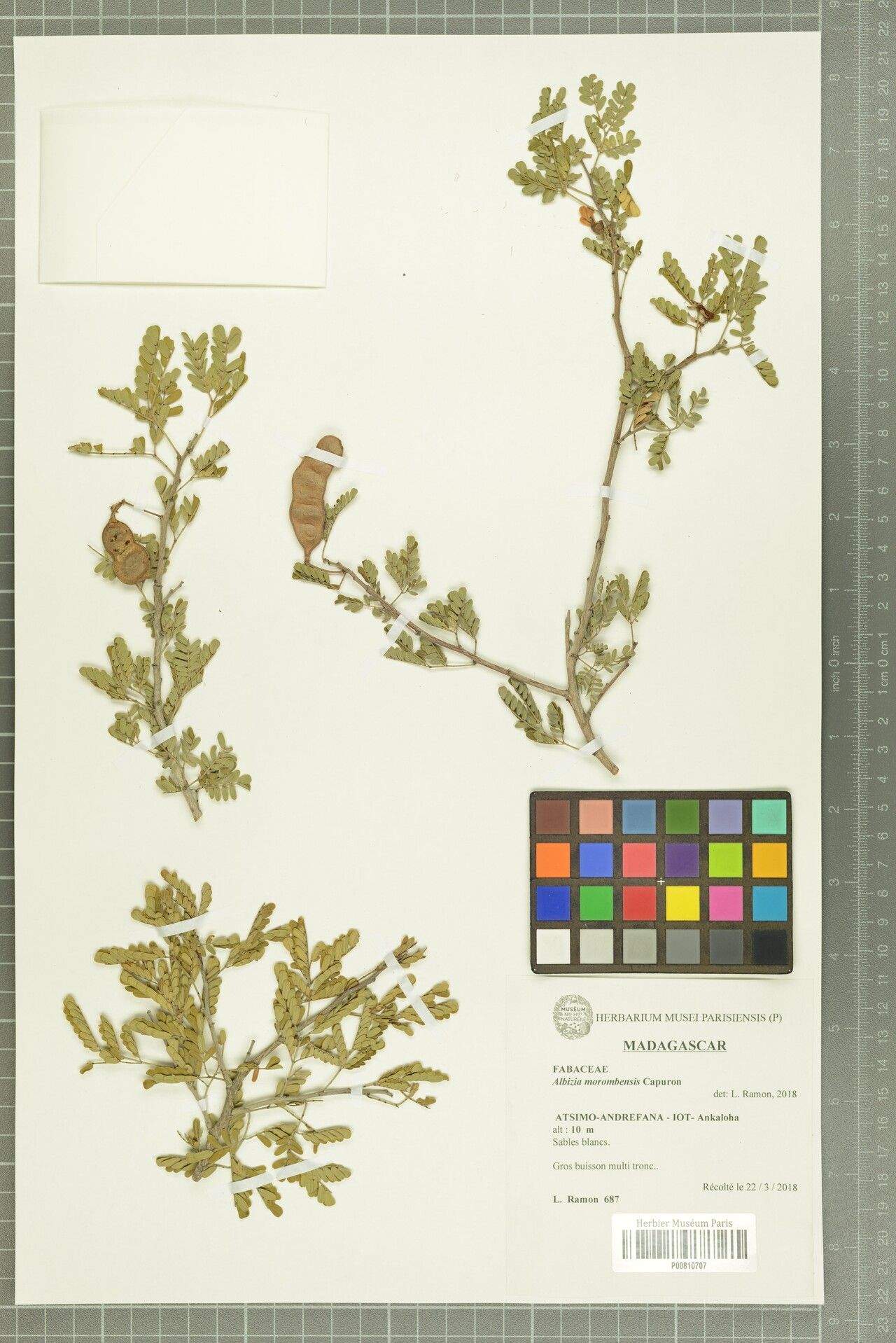 Albizia morombensis — houseplant care guide