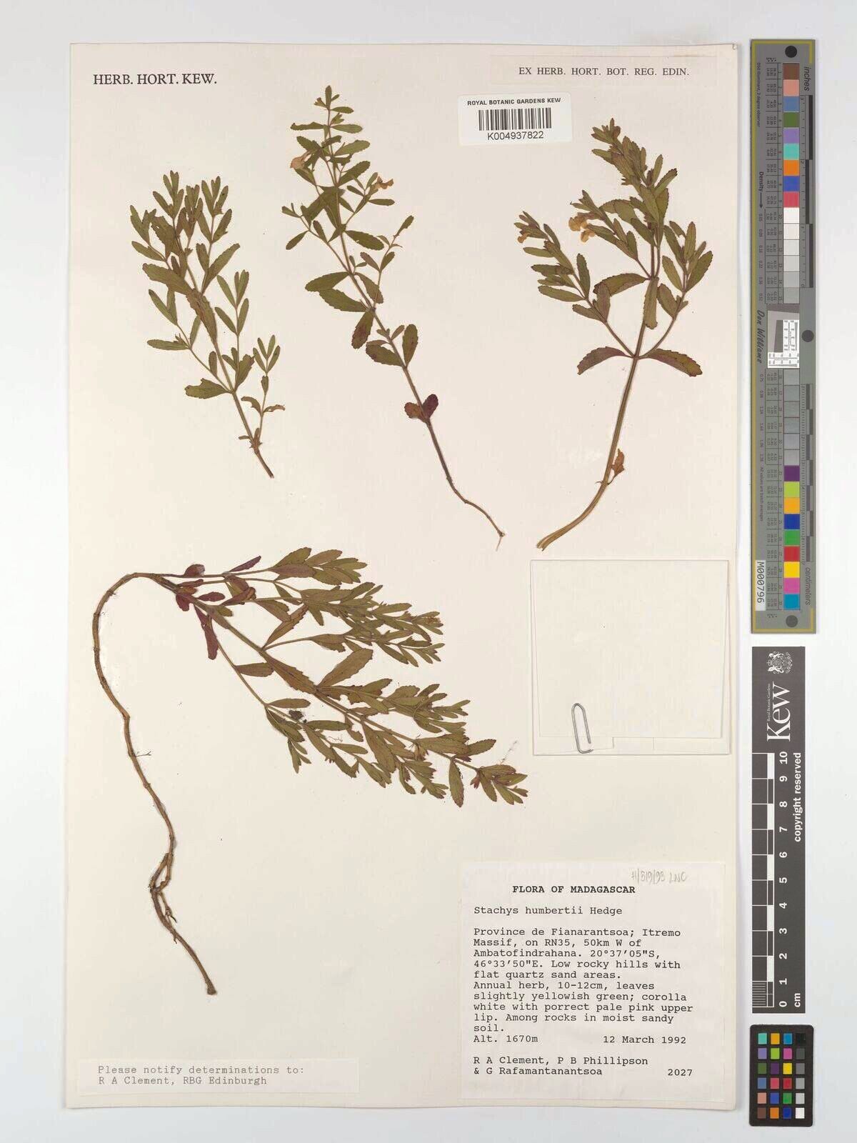 Stachys humbertii — search result for 'Stachys'