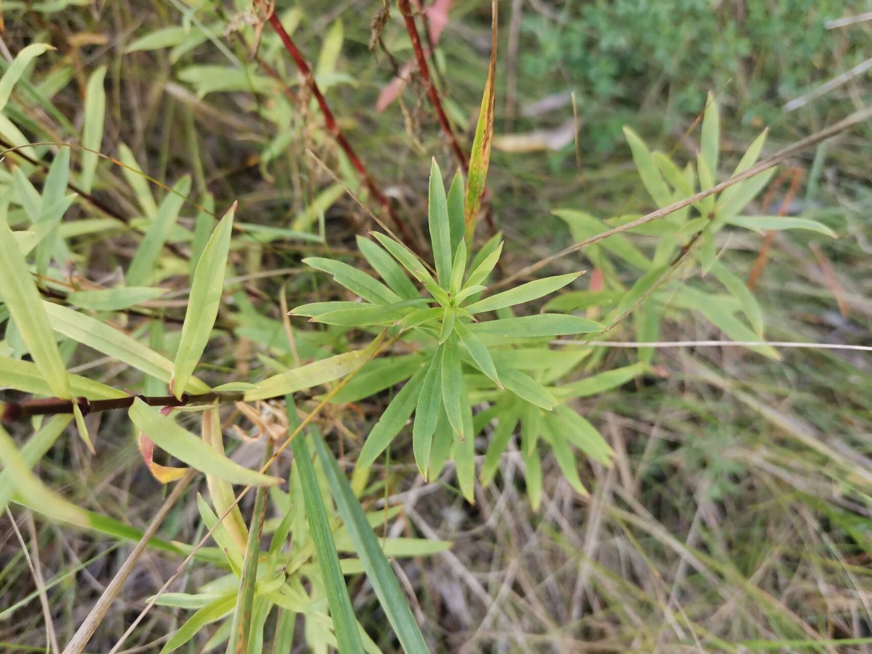 Silene tatarica — houseplant care guide