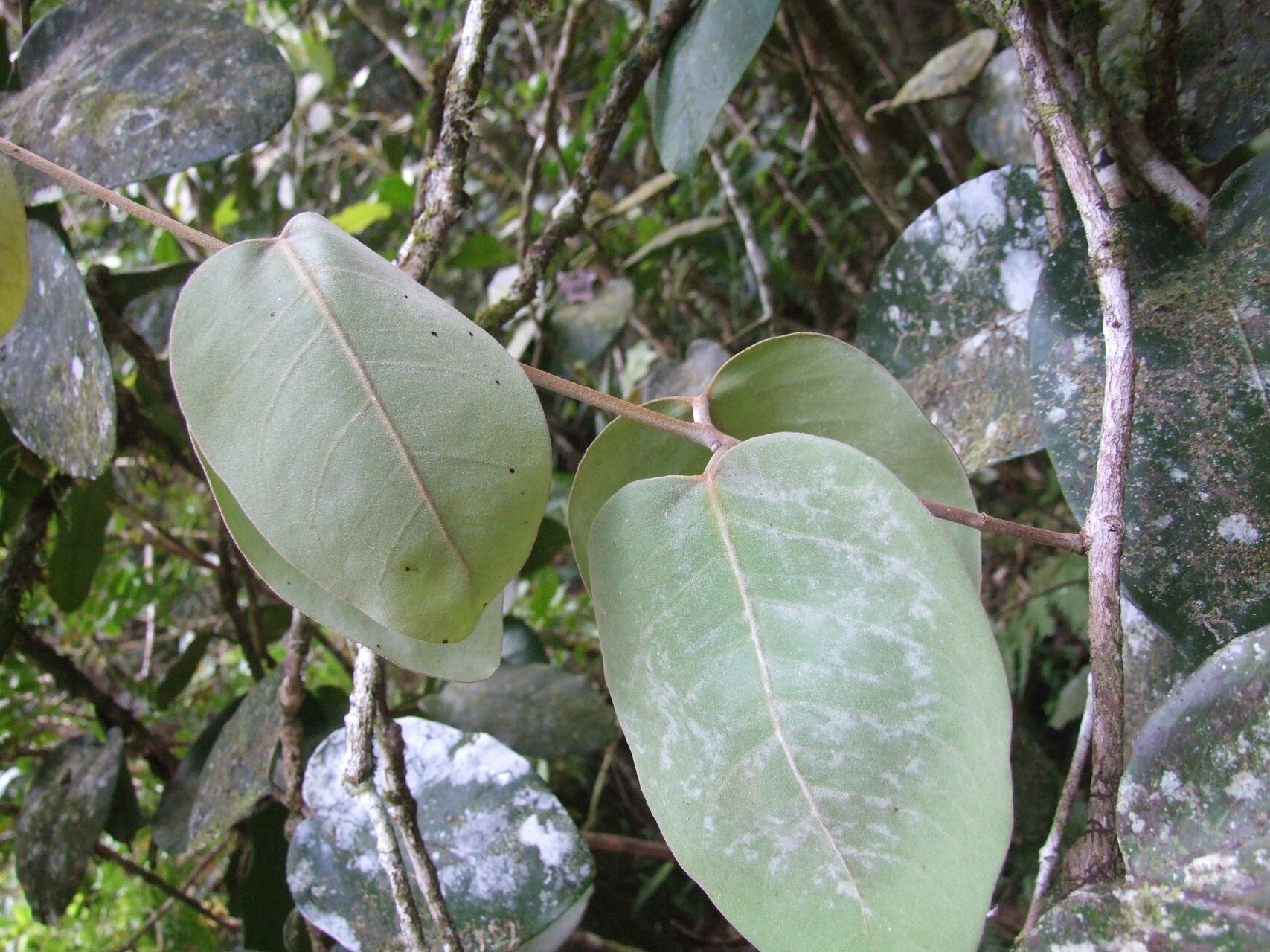 Eugenia paludosa — houseplant care guide