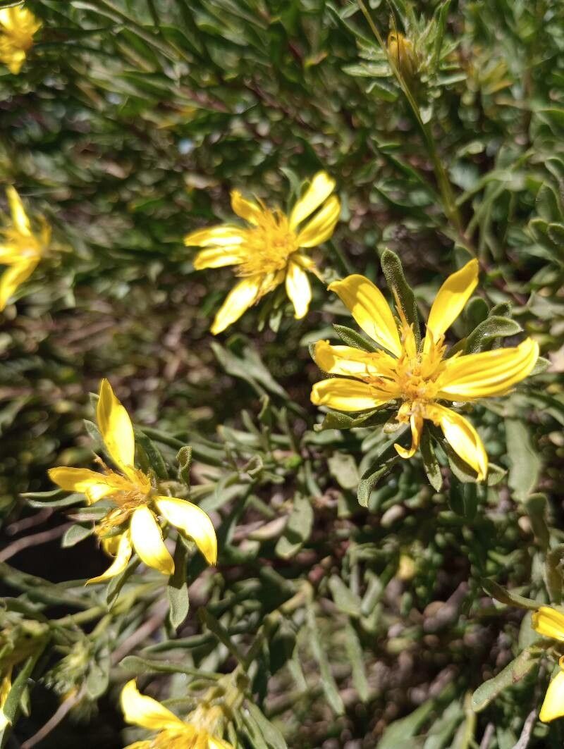 Heterotheca pumila flower
