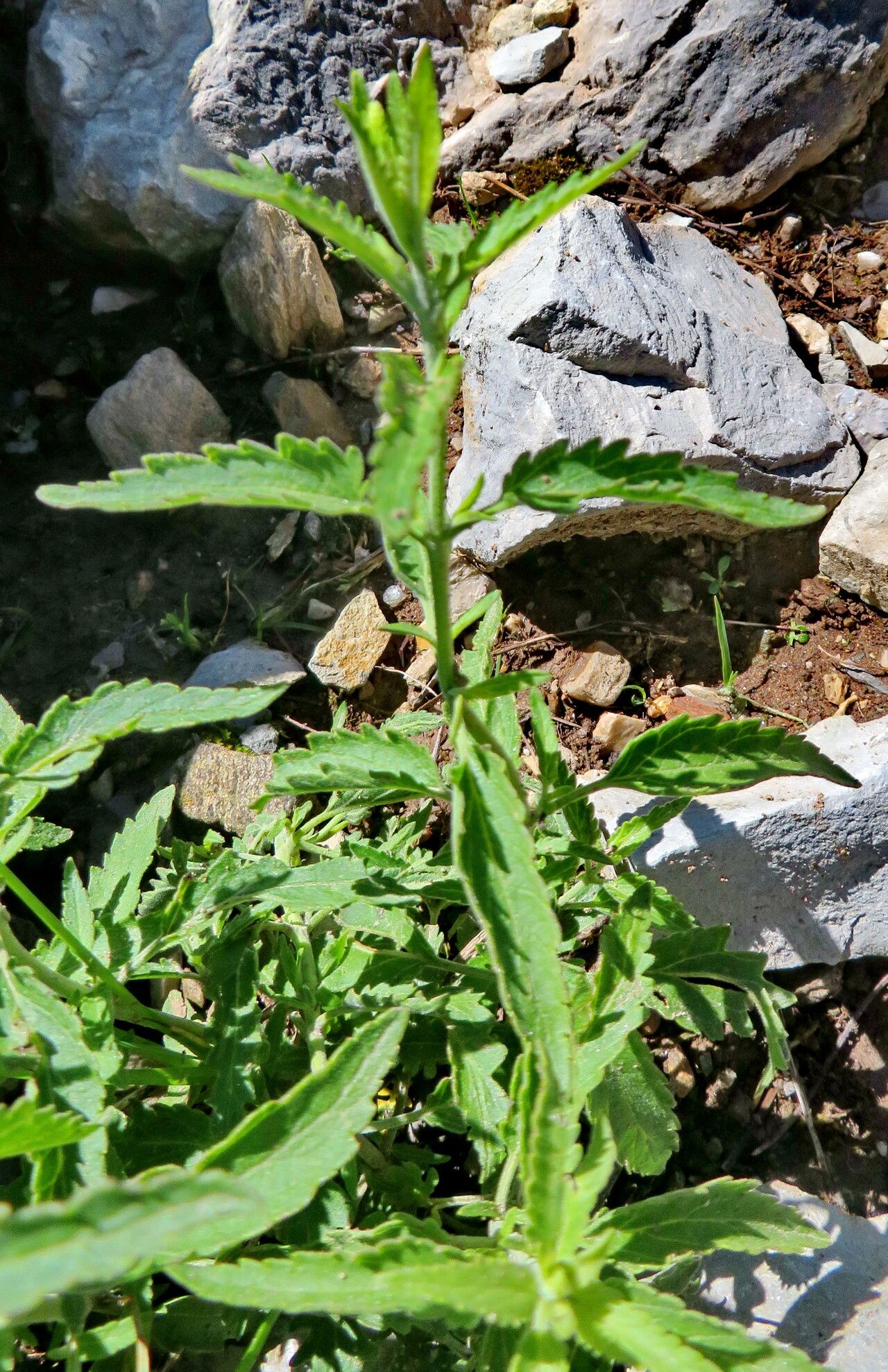 Veronica daurica — houseplant care guide