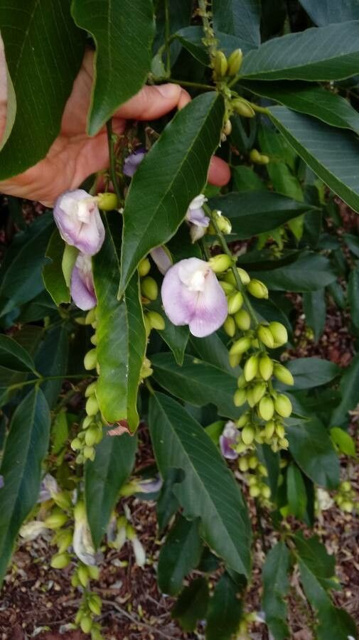 Clitoria fairchildiana flower