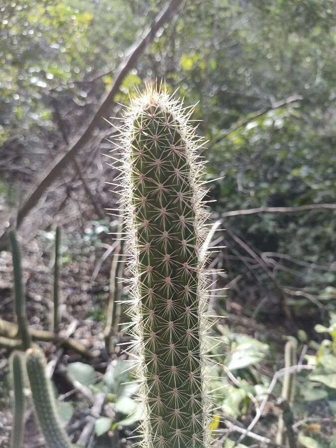 Facheiroa squamosa — related species from the same genus