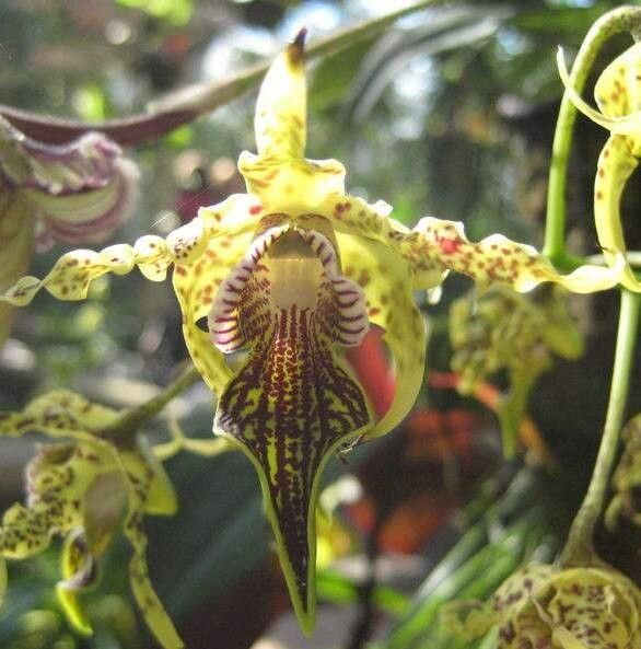 Dendrobium atroviolaceum flower