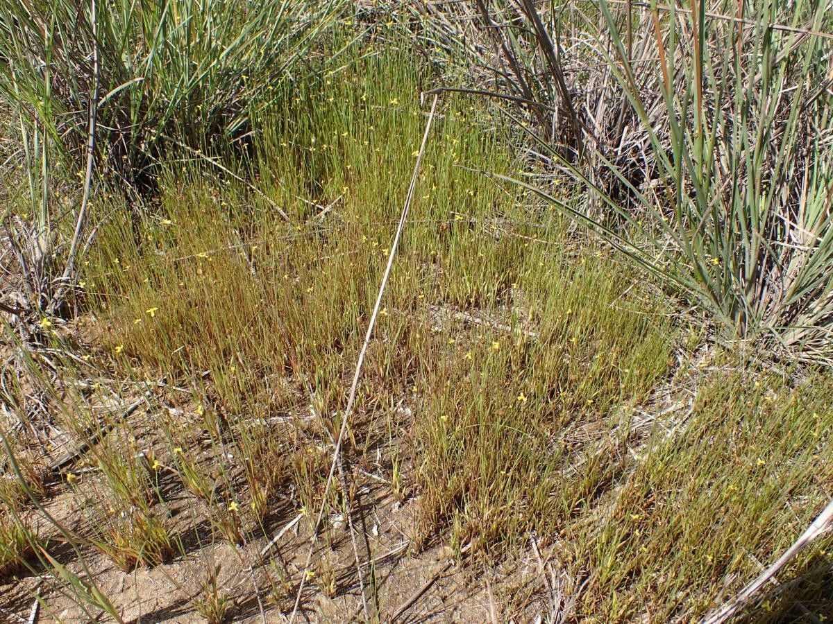 Xyris barteri habit