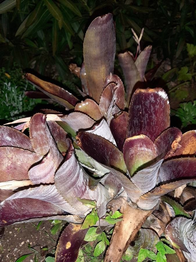 Billbergia vittata bark