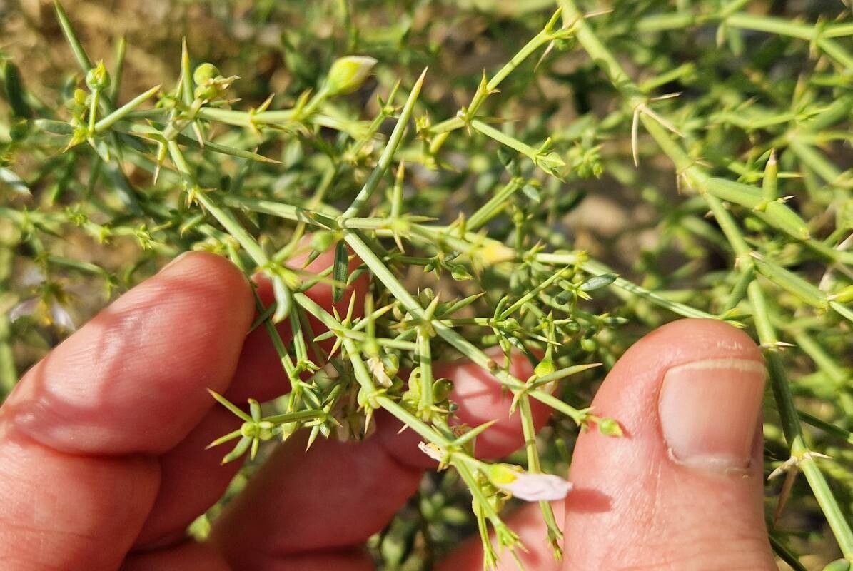 Zygophyllum zilloides leaf
