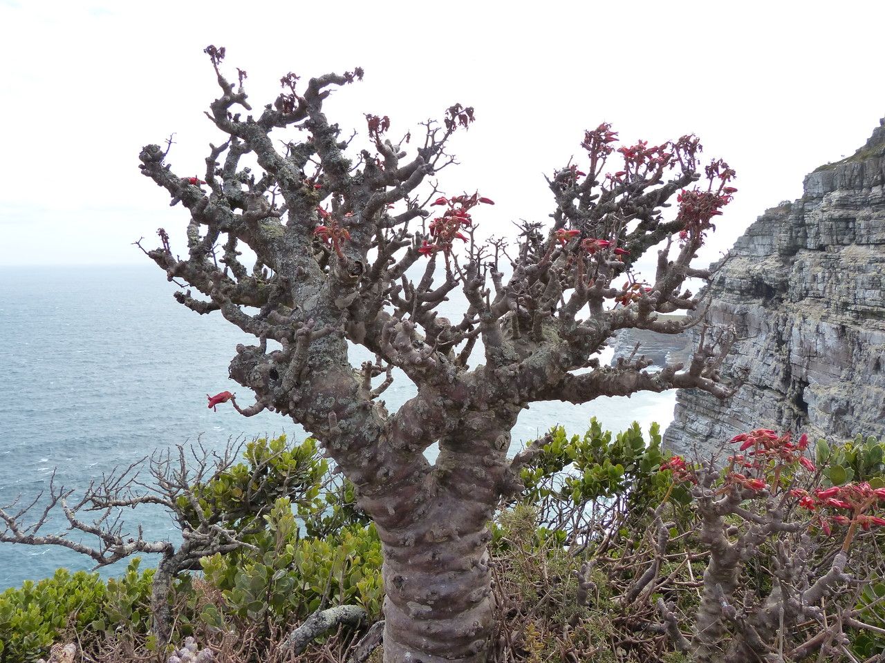 Tylecodon paniculatus bark