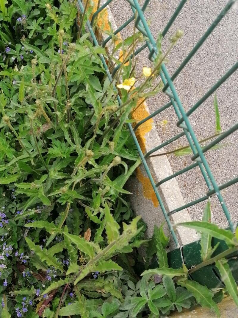 Oenothera laciniata leaf
