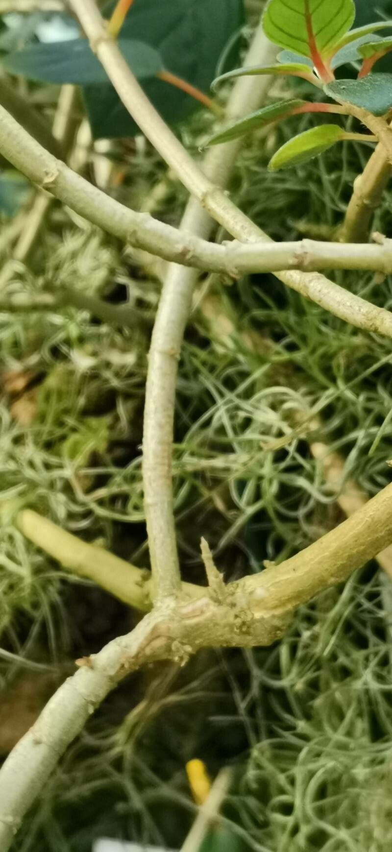 Columnea angustata bark