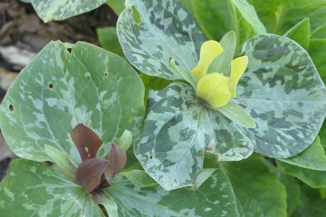 Trillium cuneatum flower