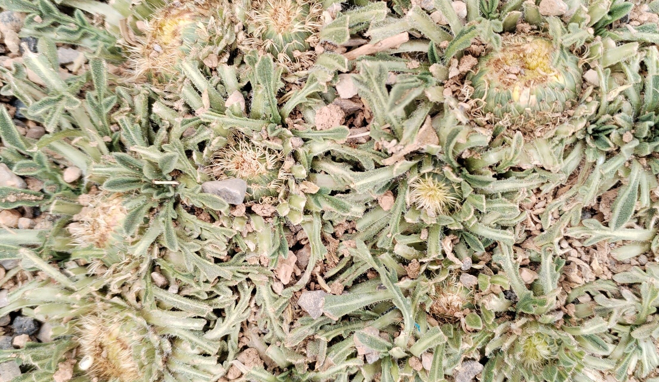 Centaurea takredensis — houseplant care guide