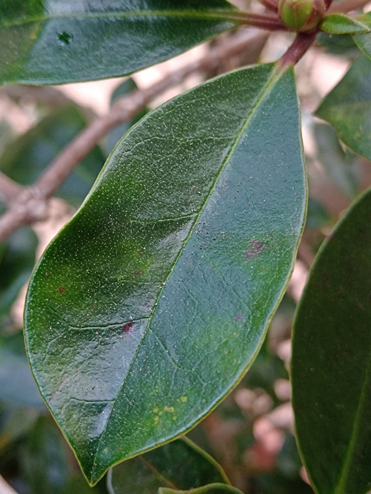 Rhododendron elliottii — houseplant care guide