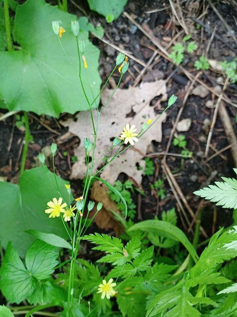 Hieracium paniculatum — search result for 'Georgia'