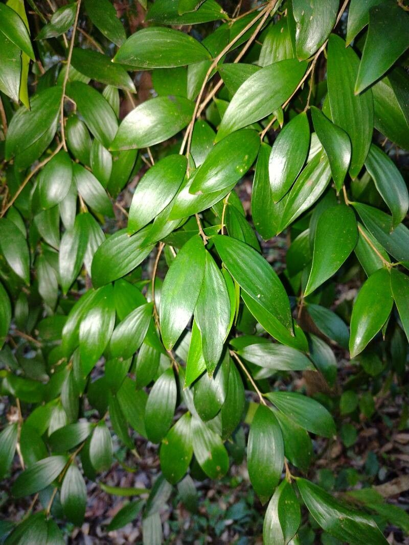 Trochocarpa laurina leaf