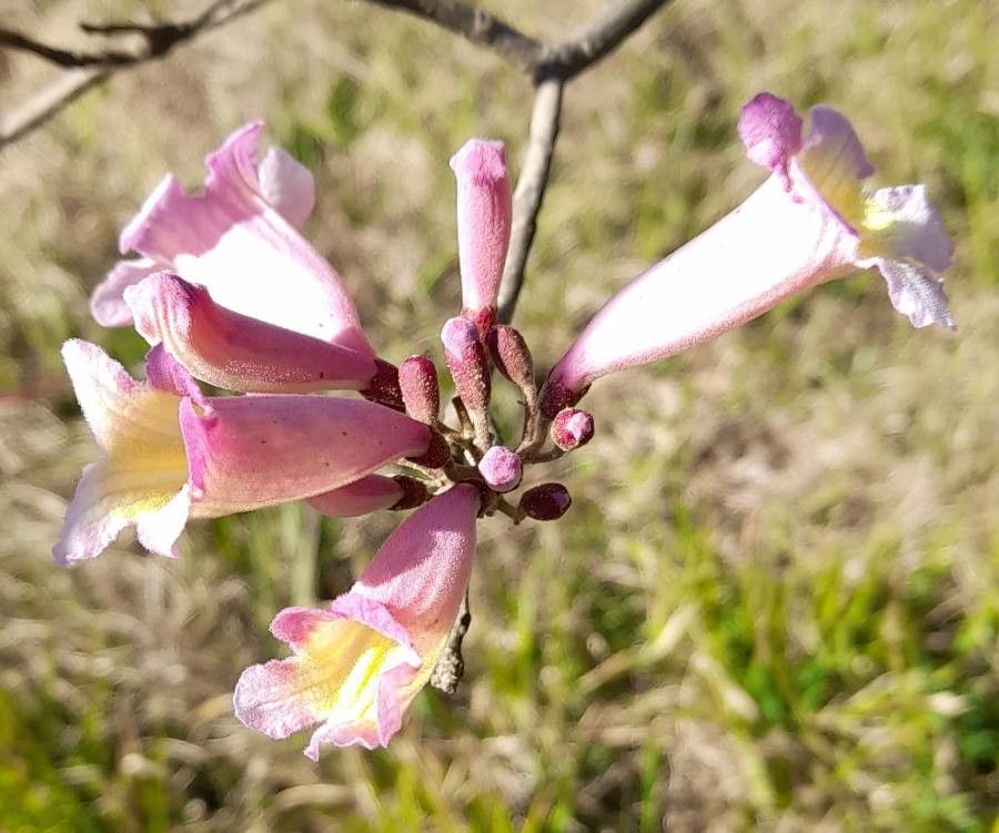 Handroanthus heptaphyllus flower