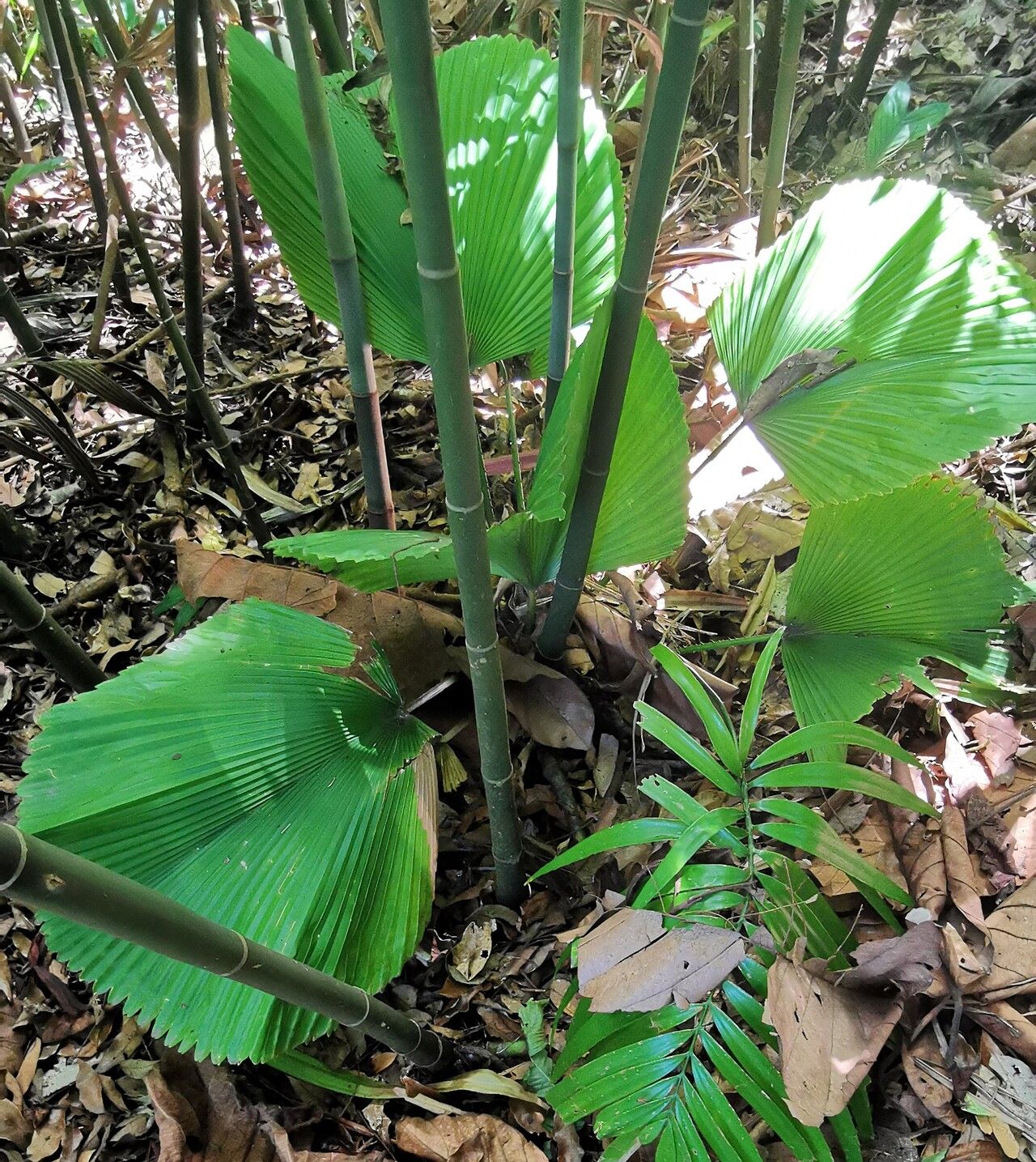 Licuala orbicularis habit