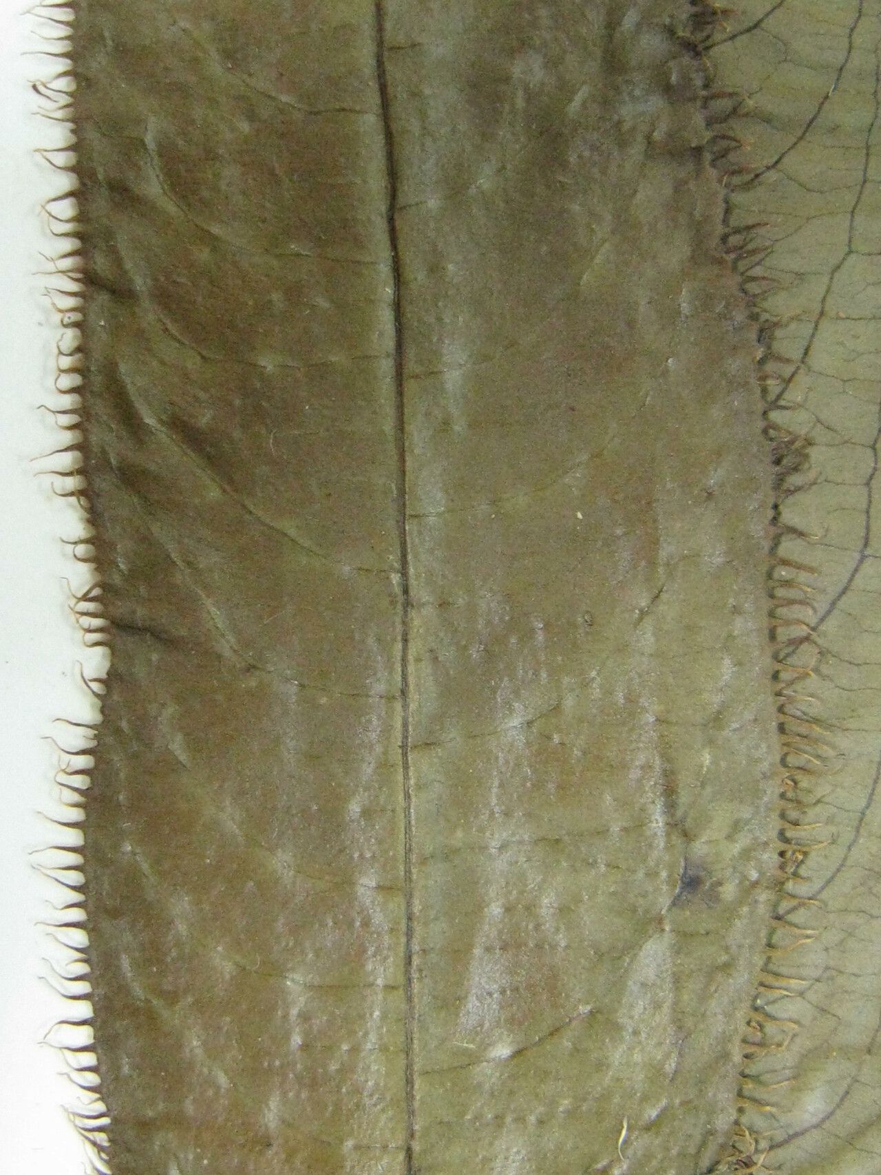 Sapium ciliatum other