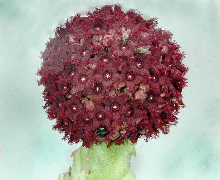 Desmidorchis retrospiciens flower