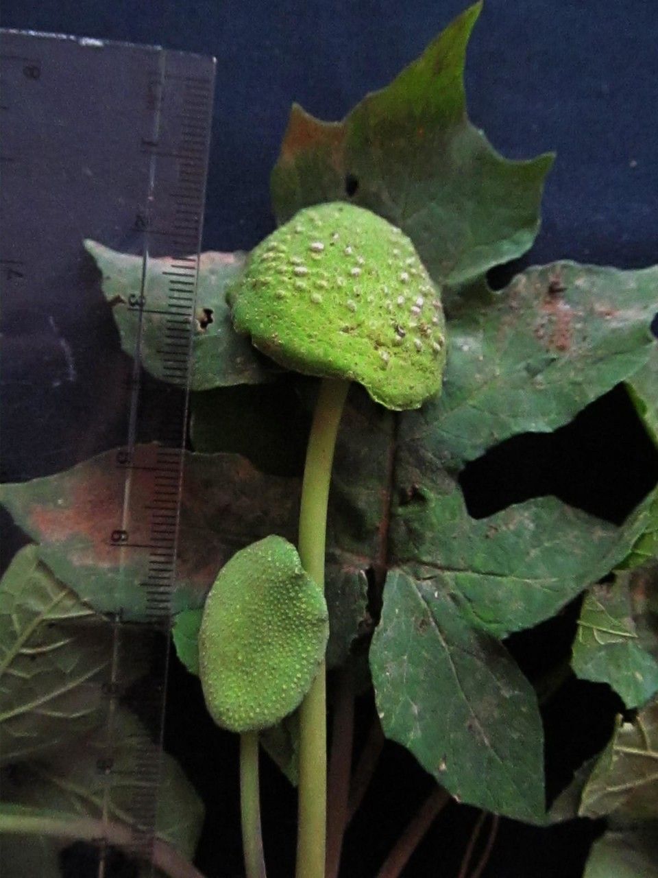 Dorstenia drakena other