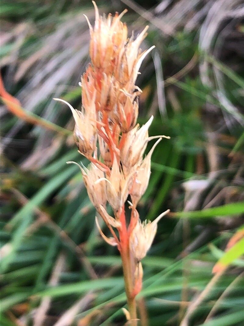 Narthecium ossifragum fruit