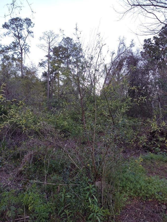 Salix caroliniana habit