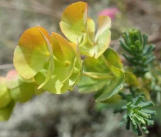 Euphorbia cyparissioides — houseplant care guide
