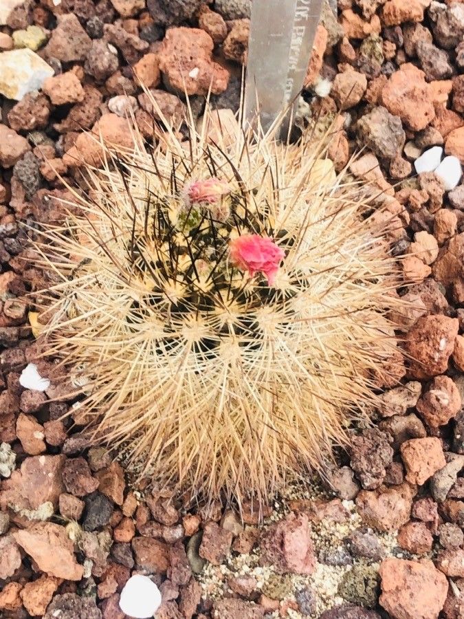 Eriosyce senilis — houseplant care guide